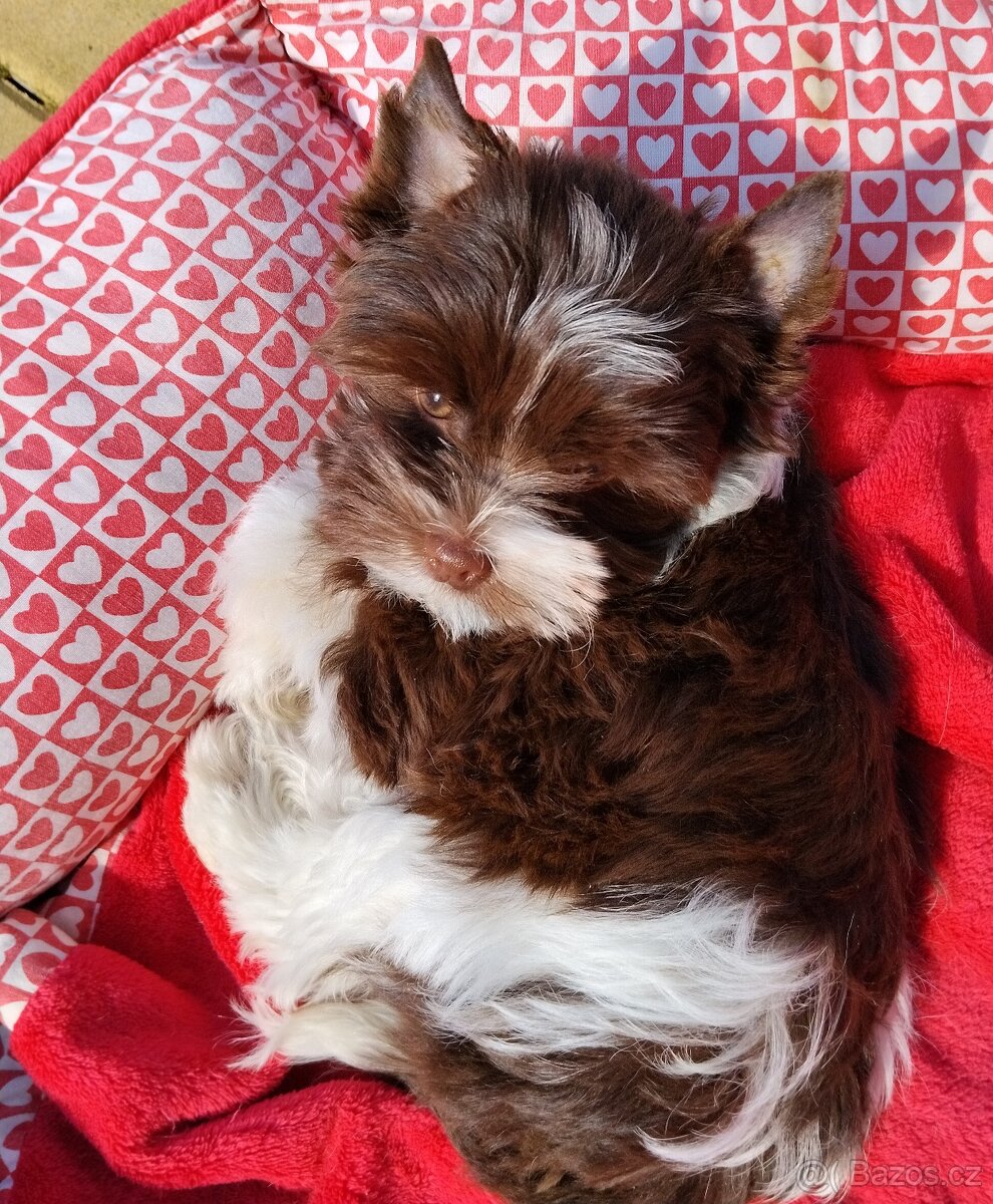 Jorkšírský teriér - 4