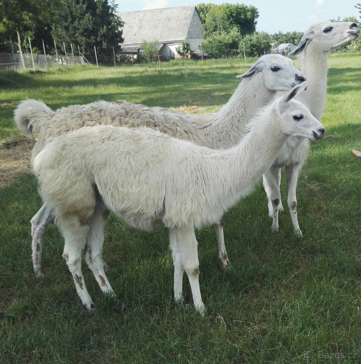 Lama-lamy - 4