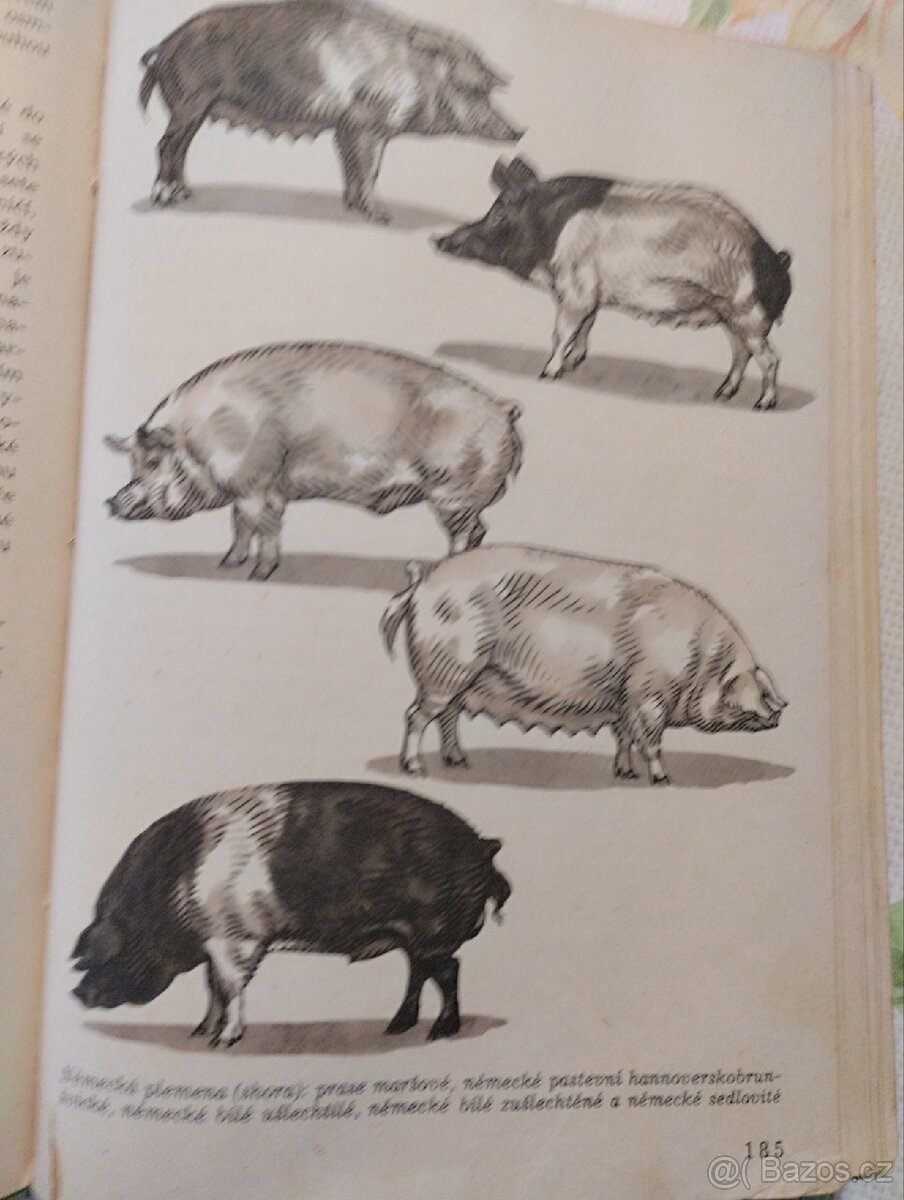 Domácí zvířata - 4