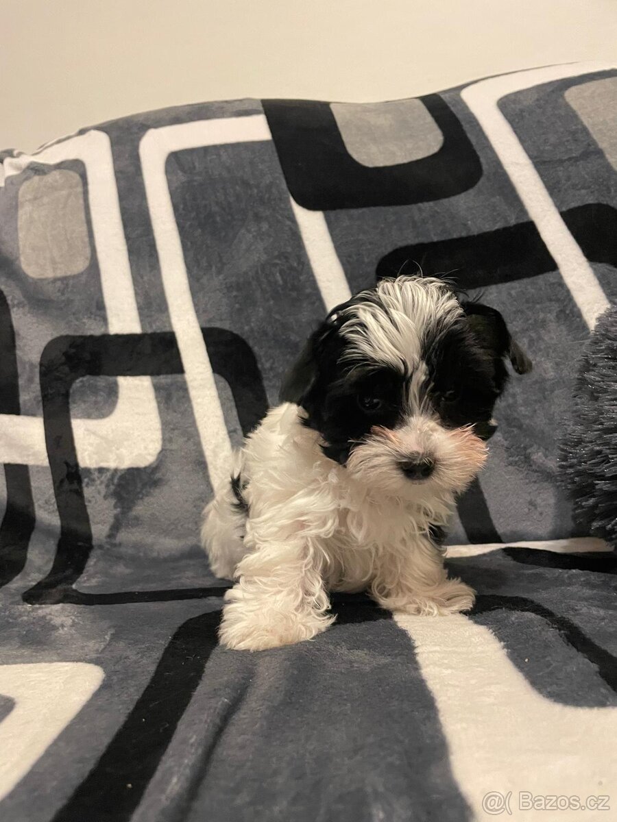 Jorkšírský teriér - 4