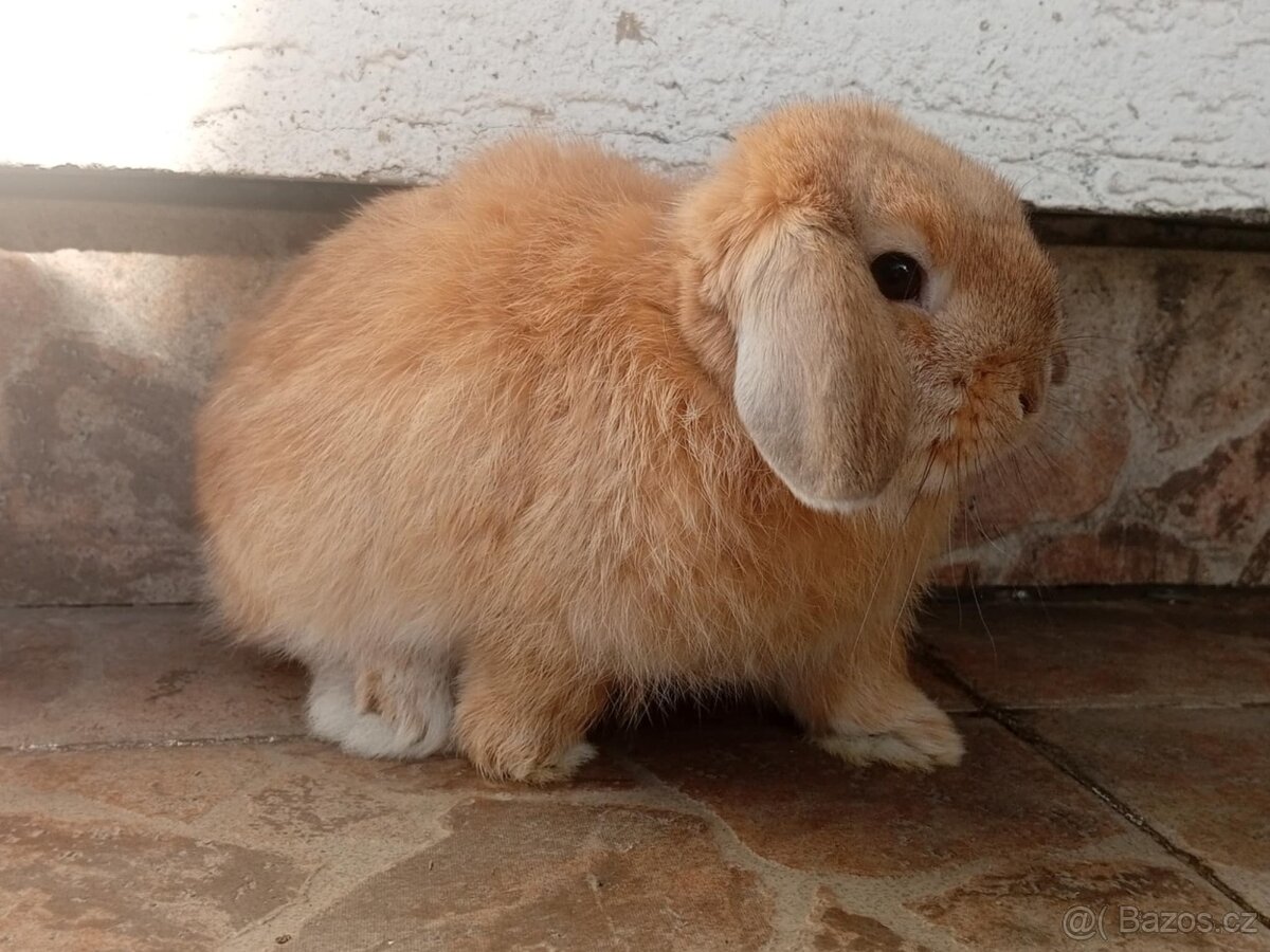 Volná samička - Anglický Zakrslý Beránek MiniLop🍑🧡 - 4