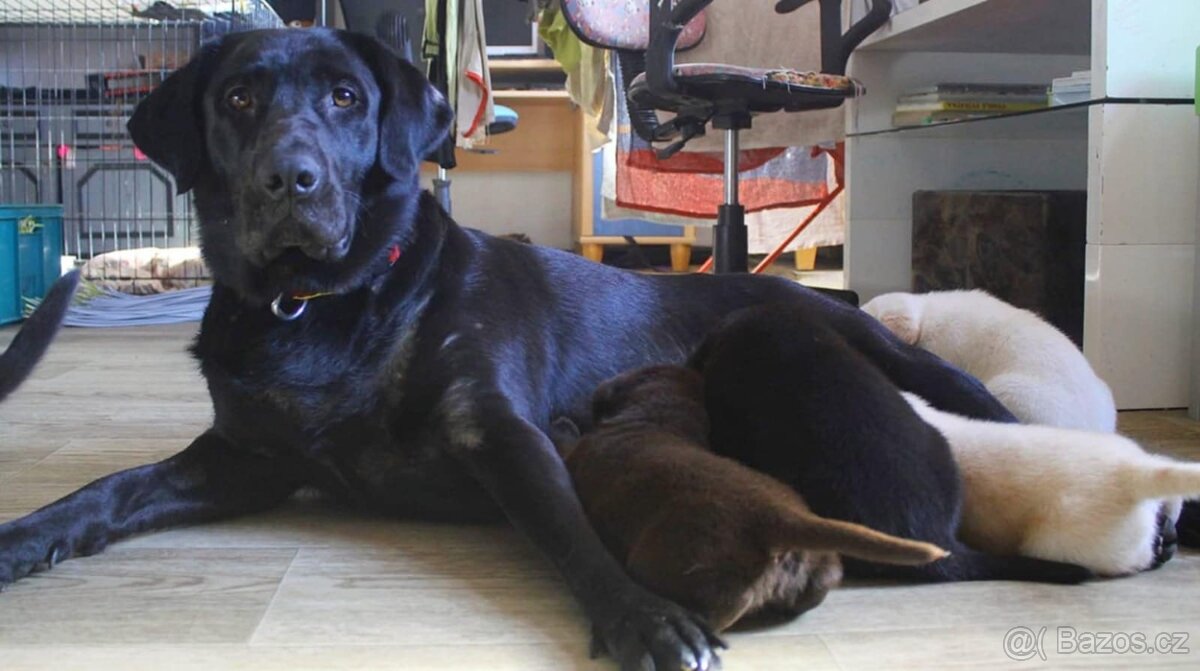 Labrador štěně - 4