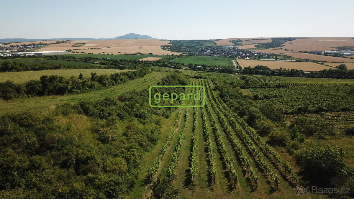 Prodej vinice 2166m² Starovice u Hustopečí - 4