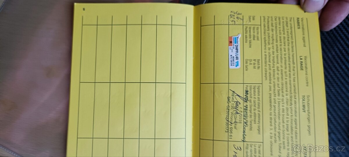 Německý ohař krátkosrstý - 4