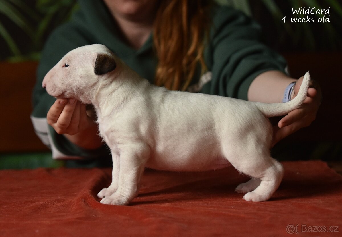 Bulterier-štěnátka s PP - 4