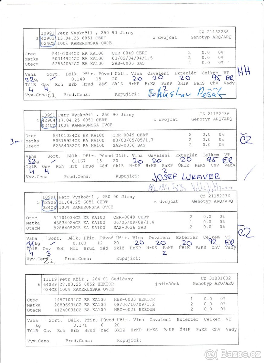 Kamerunský plemenný beran s POP - 4
