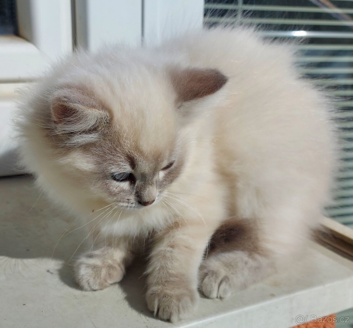 Maciatka ragdoll na odber - 4