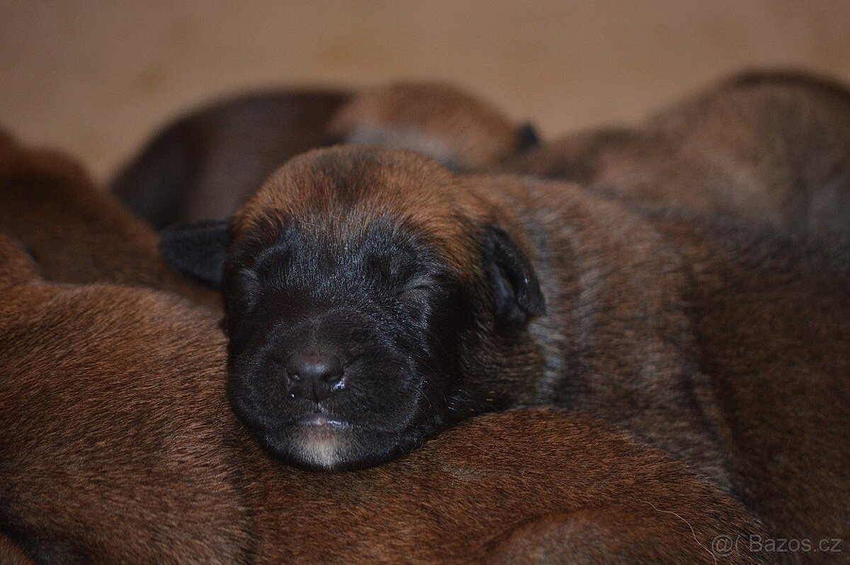 Belgický ovčák MALINOIS s PP - 4