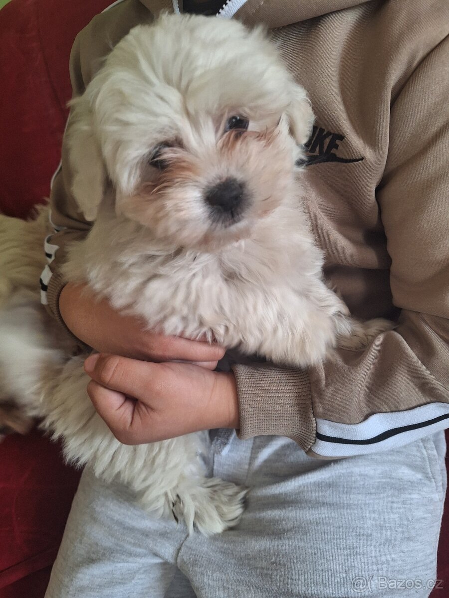 Maltezský psík štěnátka - 4