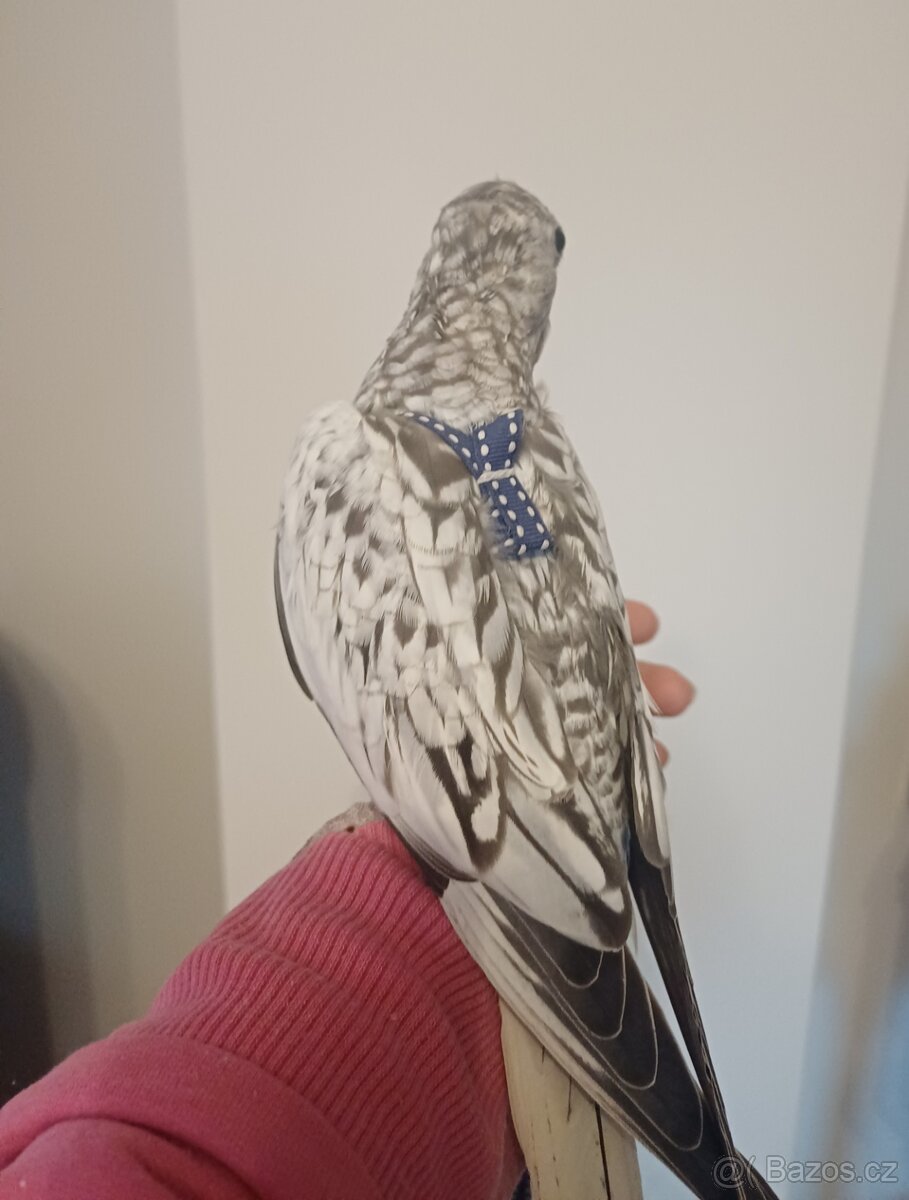 Korela bělohlavá perlová šedá - 4