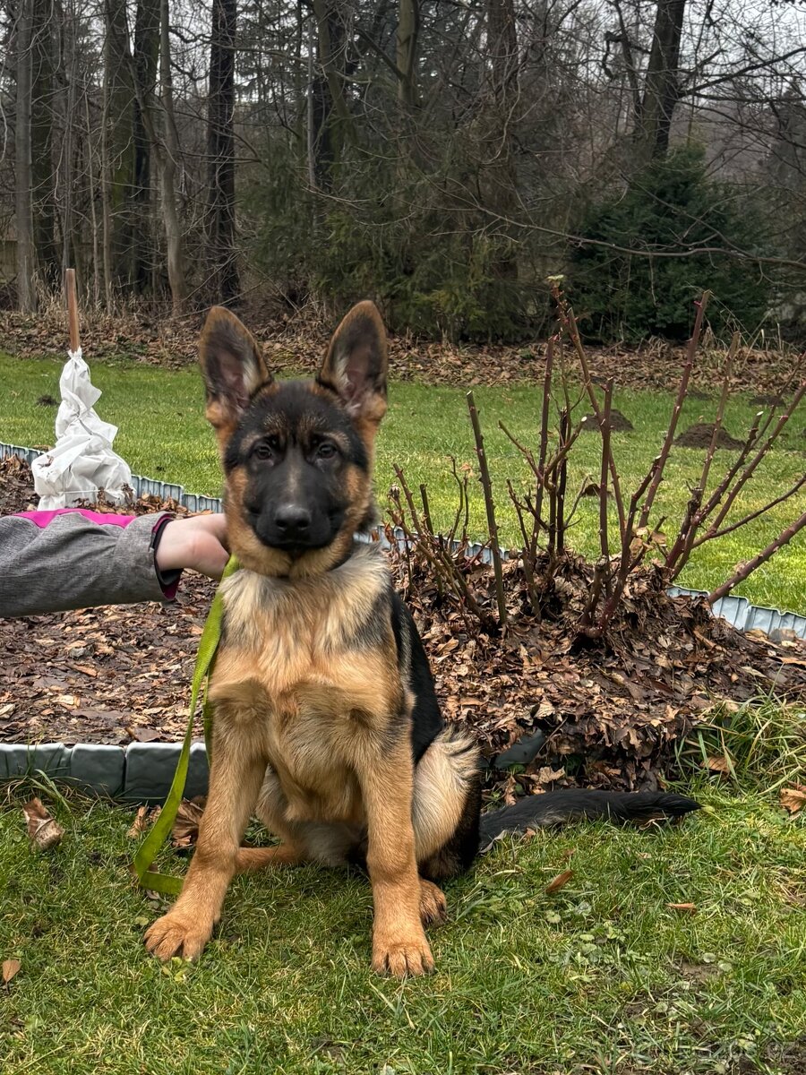 Štěňata Německého ovčáka s PP - 4