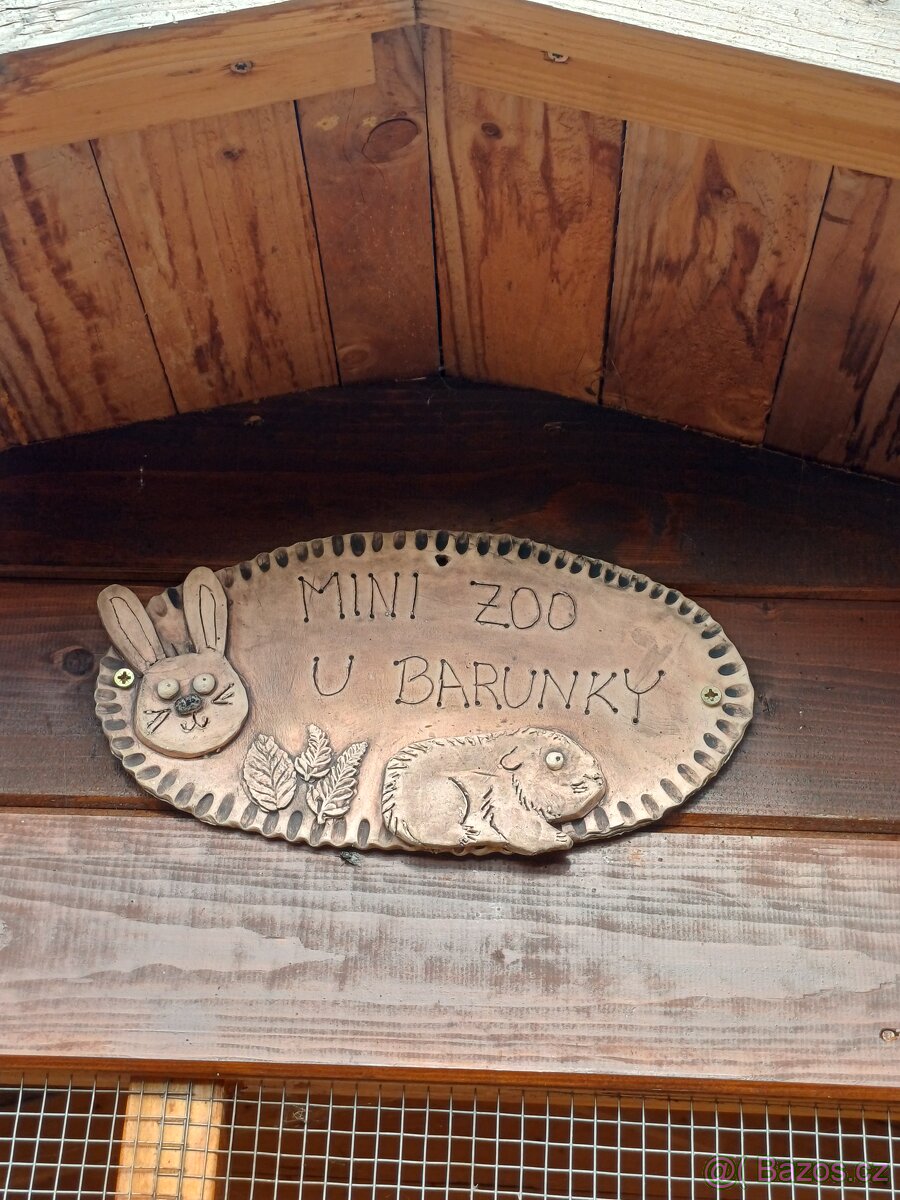 Morče hladkosrsté/rozetové - 4