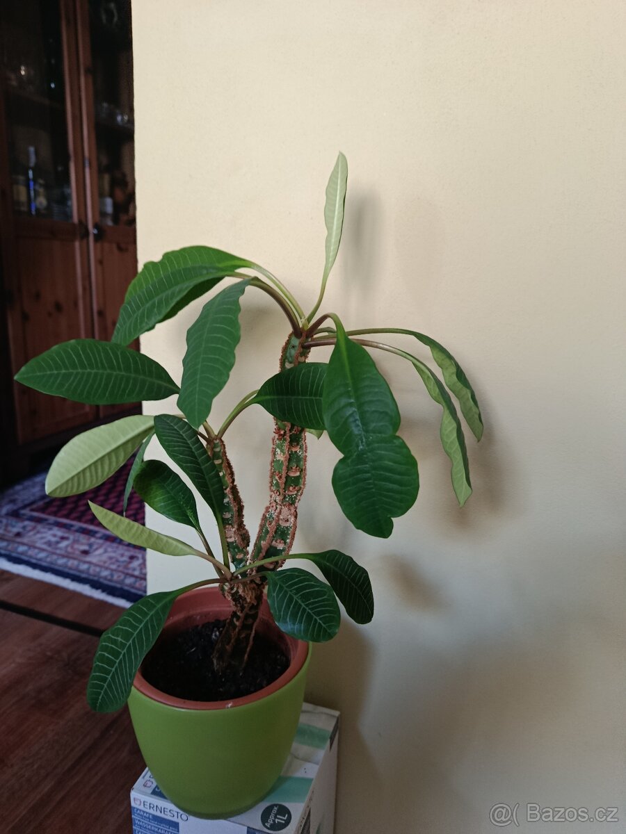 Rozmarýn - velký keř - 4