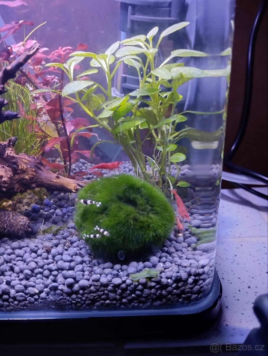 Akvarijní krevetky Caridina Black Crystal - 4