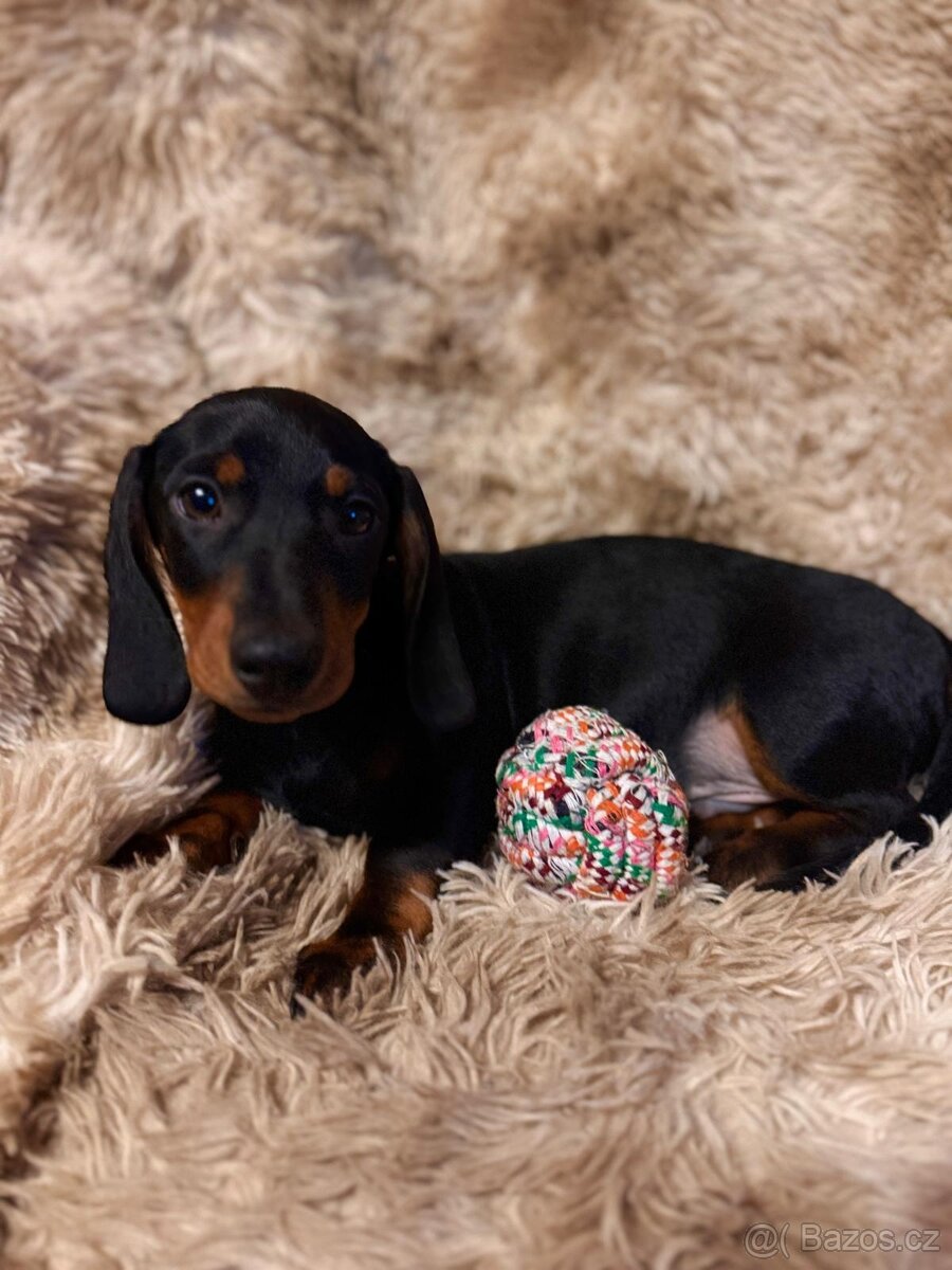 Jezevčík hladkosrstý trpasličí - 4