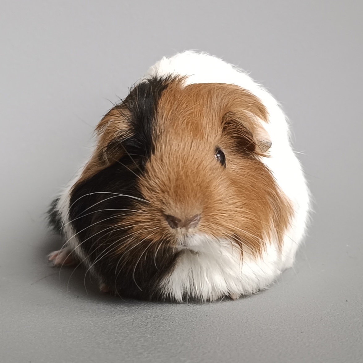 Dlouhosrsté morče plemene šeltie - 4