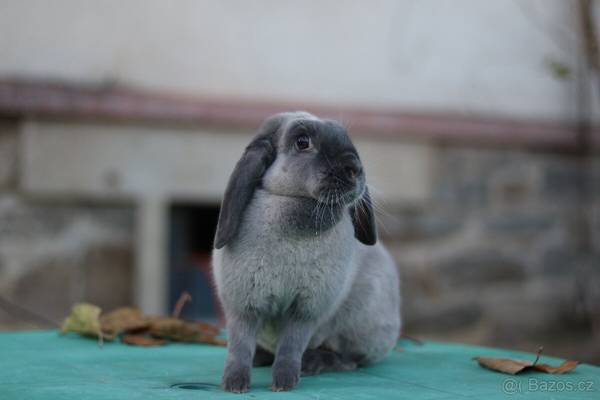 Sportovní králík - 4