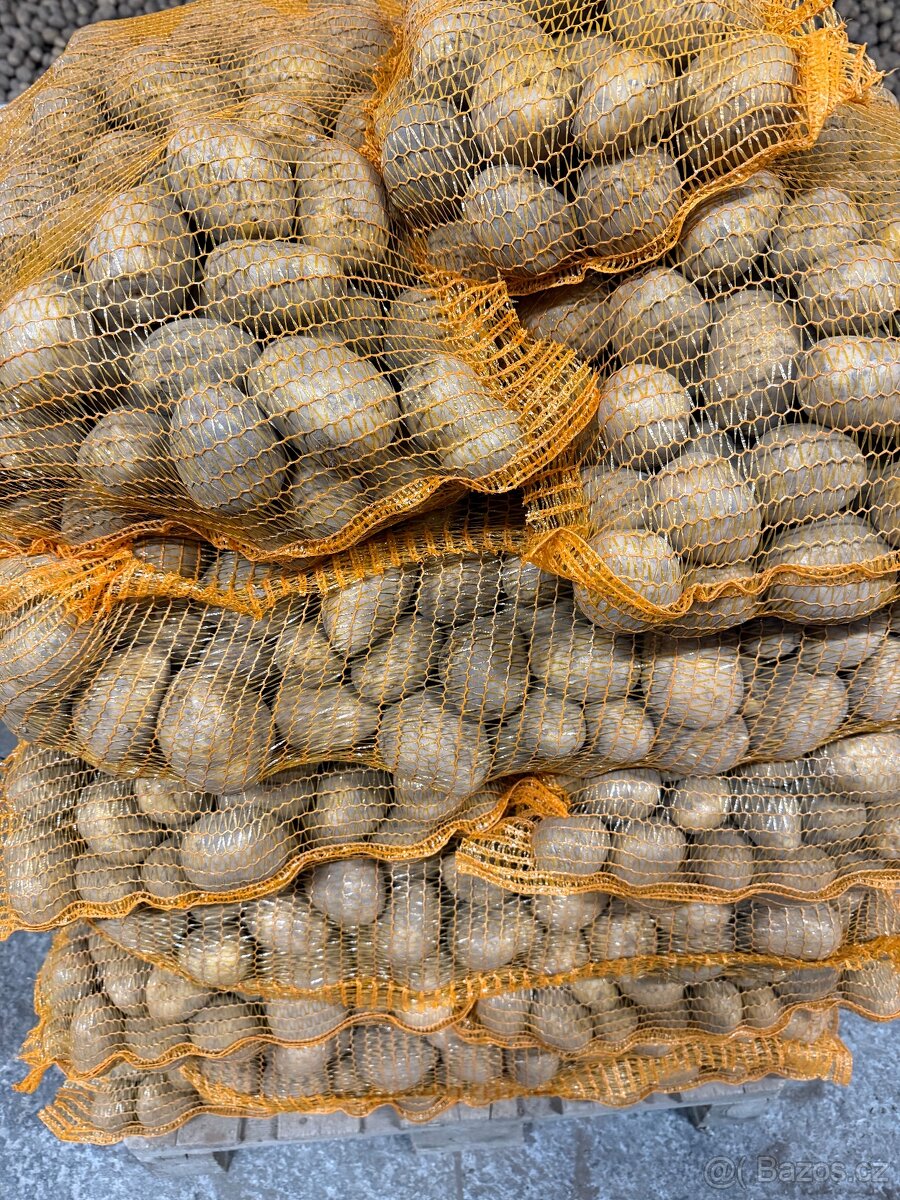 Brambory na uskladnění - 4