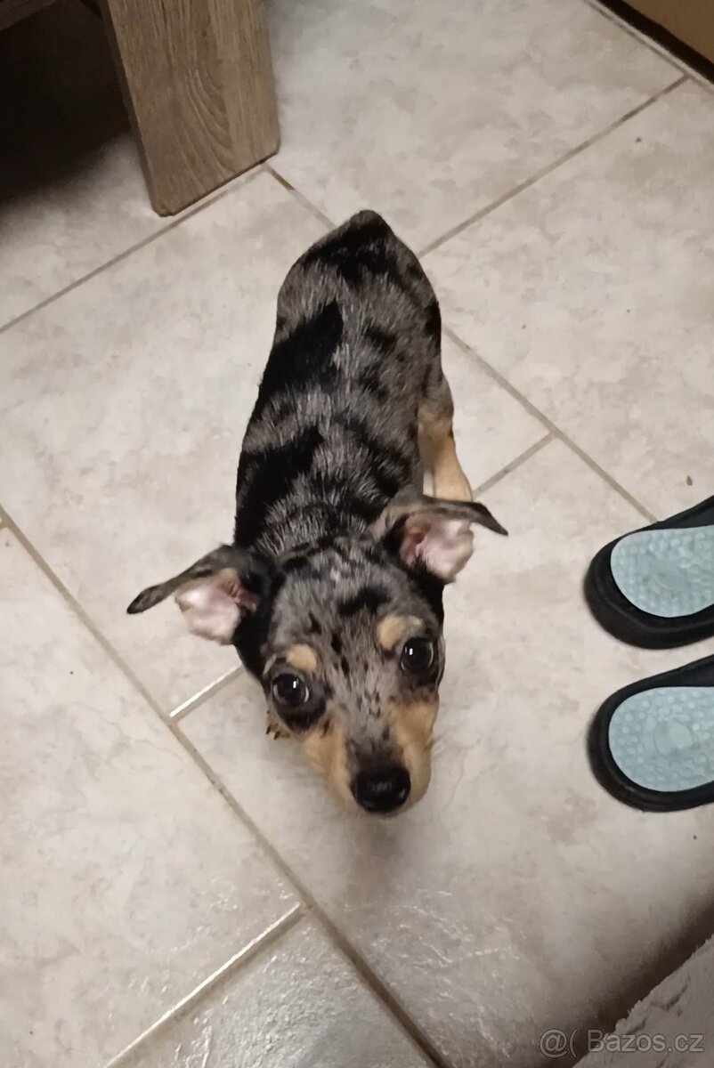 Trpasličí pinč bez PP - 4