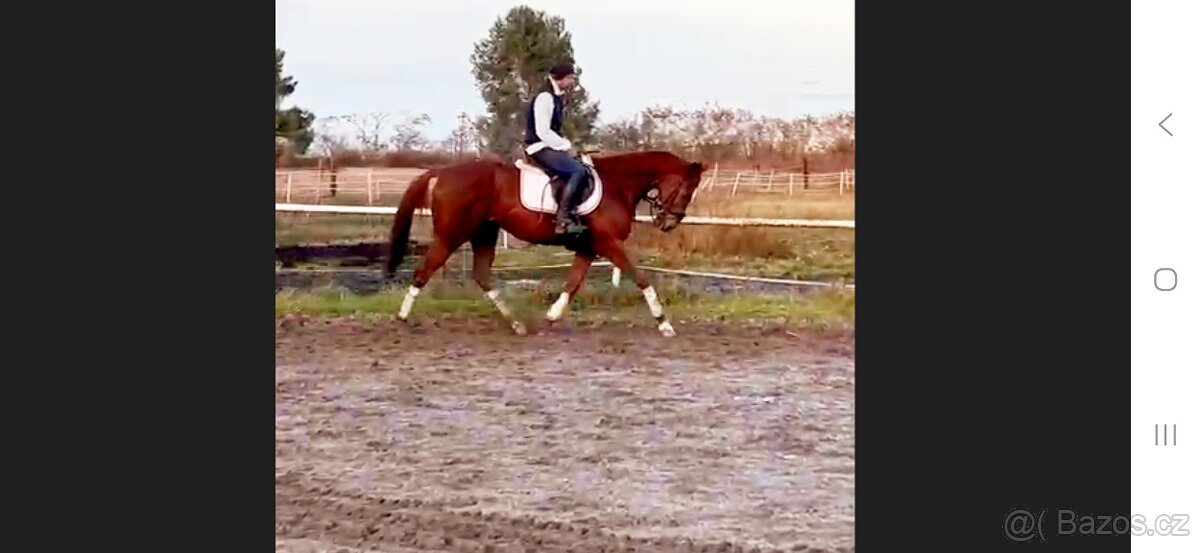 11 letý zkušený valach - 4