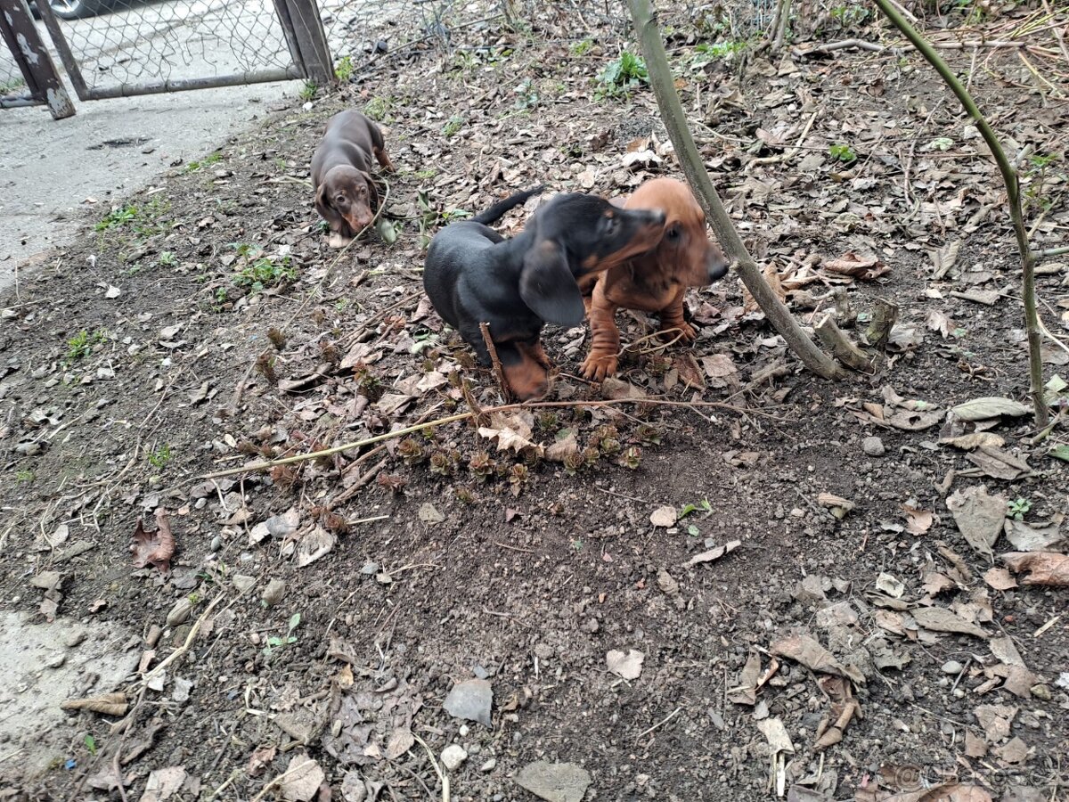 Štěňata jezevčíků - 4