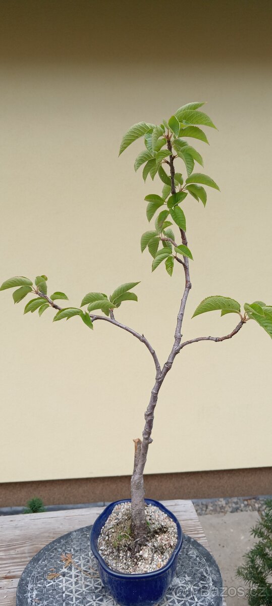 Bonsai třešeň - 4