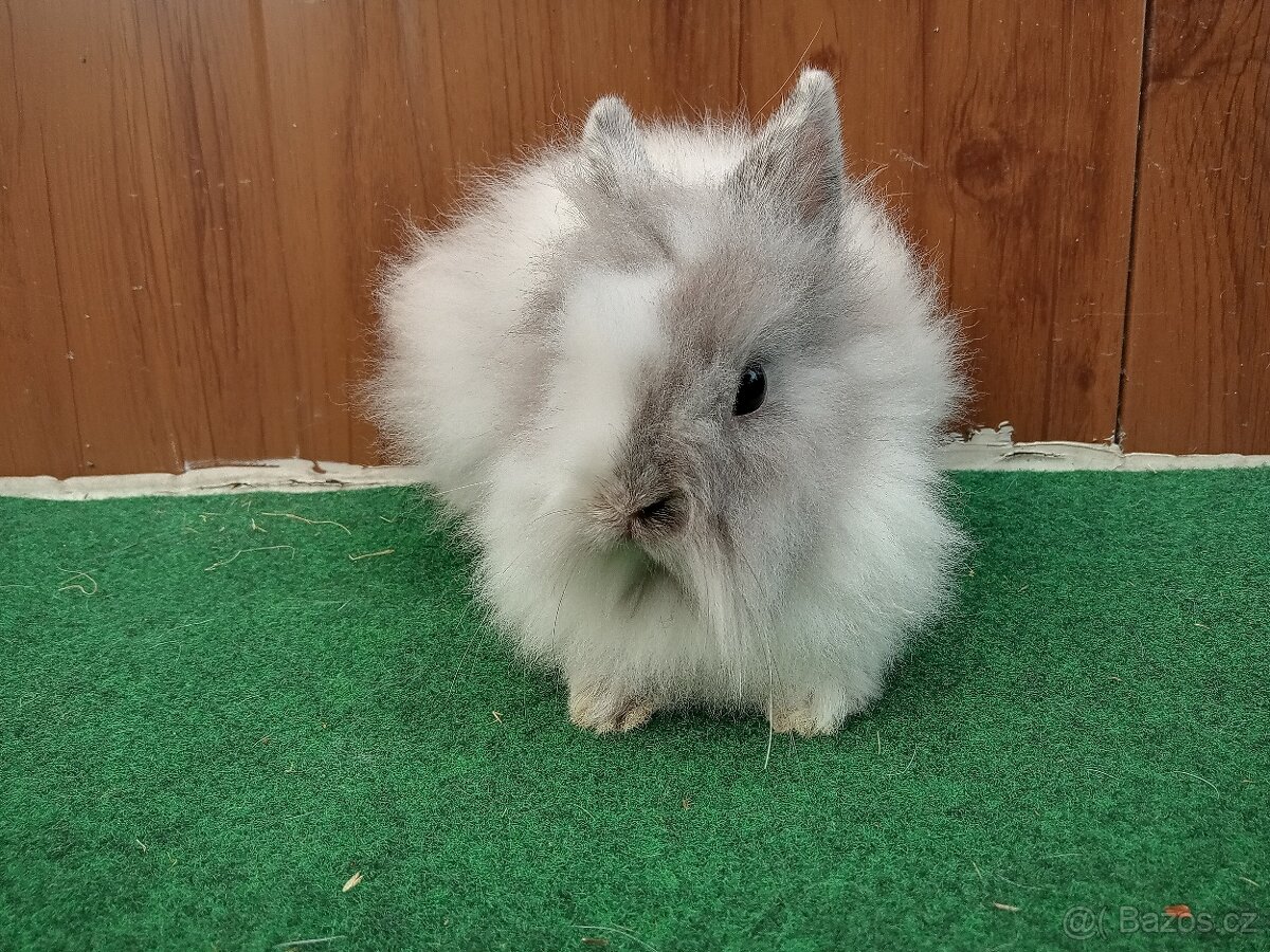 Zakrslá genová teddy samička - 4