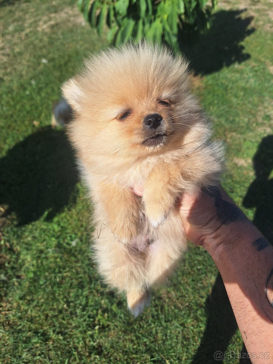 Pomeranian,pomerian špic - 4
