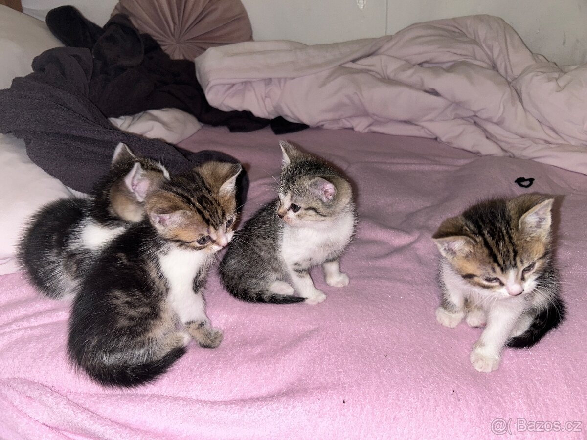6 Rozkošných Koťátek (Máma Britka s PP x Pouliční Elegán) - 4