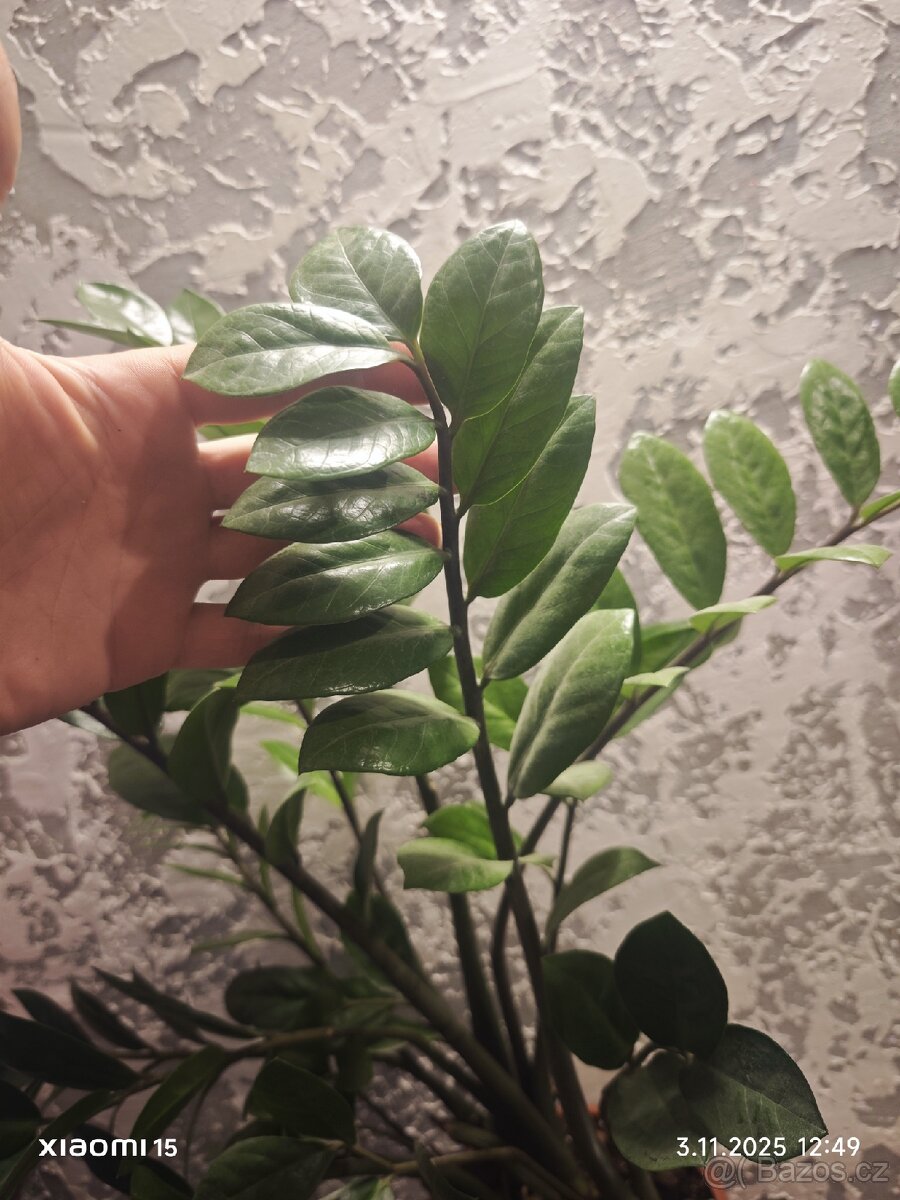 Zamioculcas zamiifolia - 4