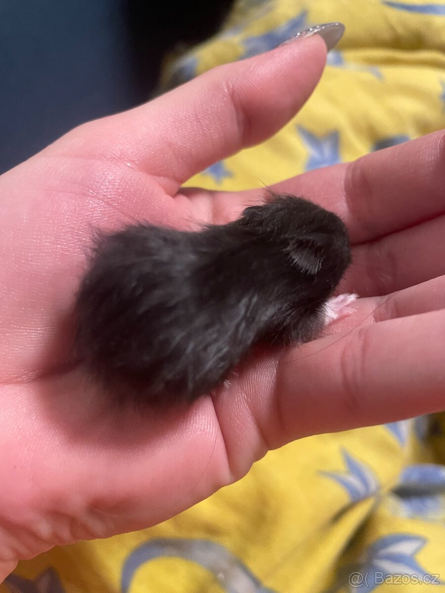 Křeček syrský - 4