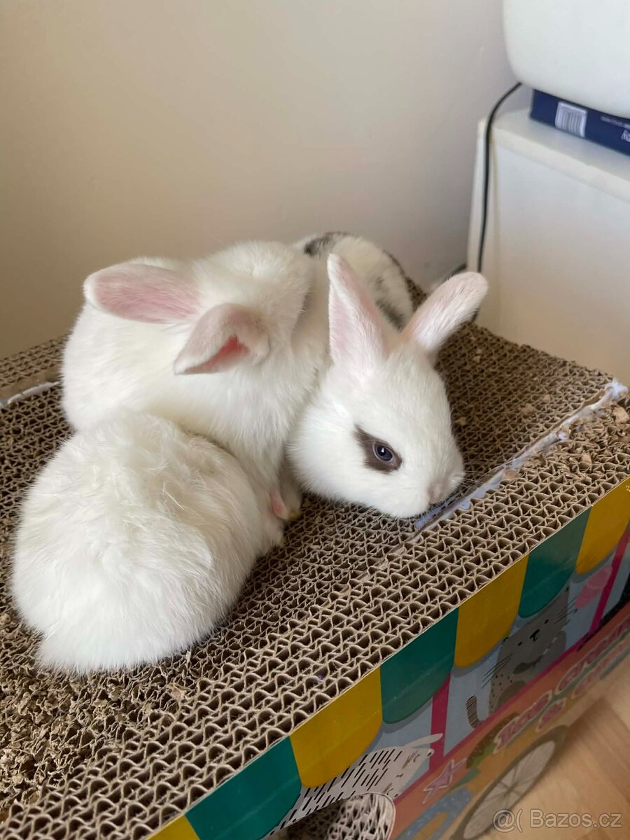 Králičci k rezervaci - 4