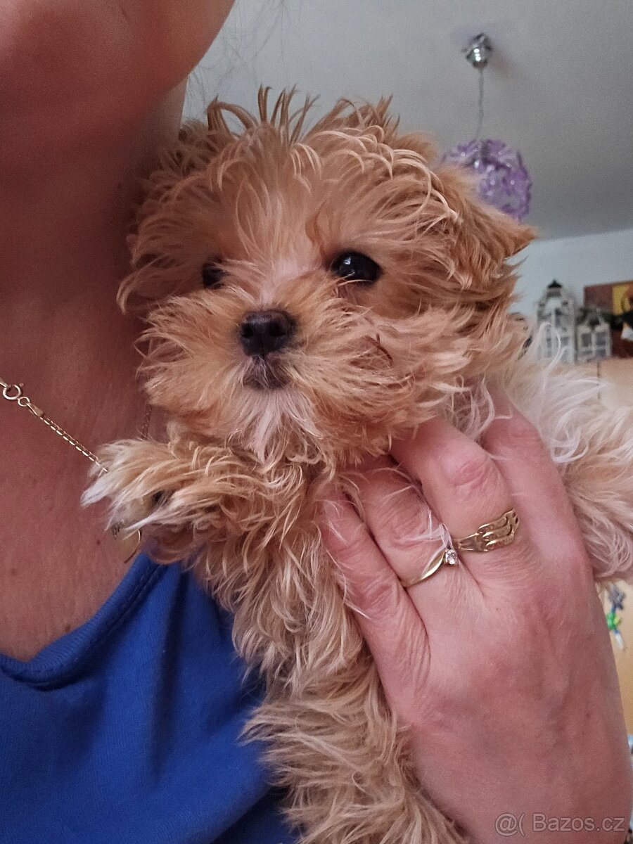 Maltipoo - 4