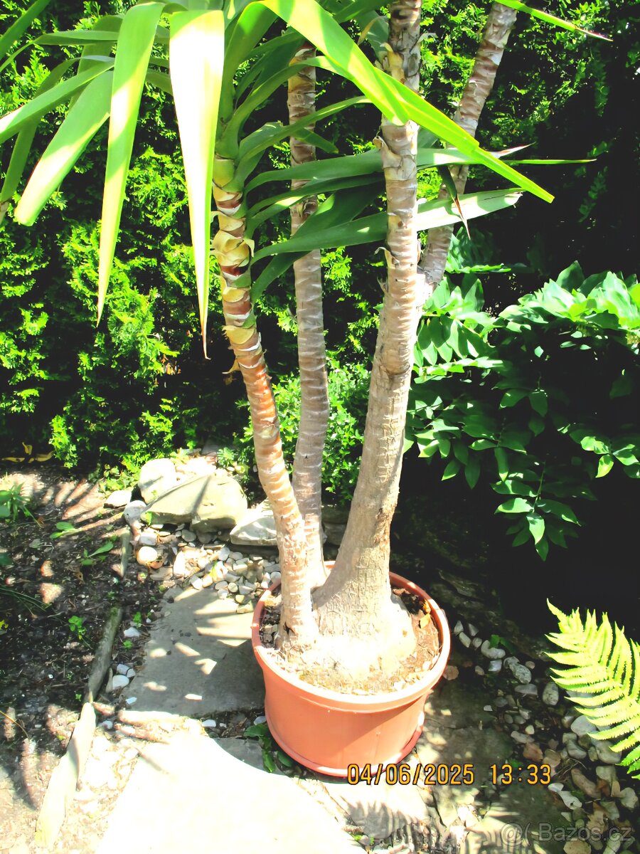 Vzrostlá pokojová juka - 4