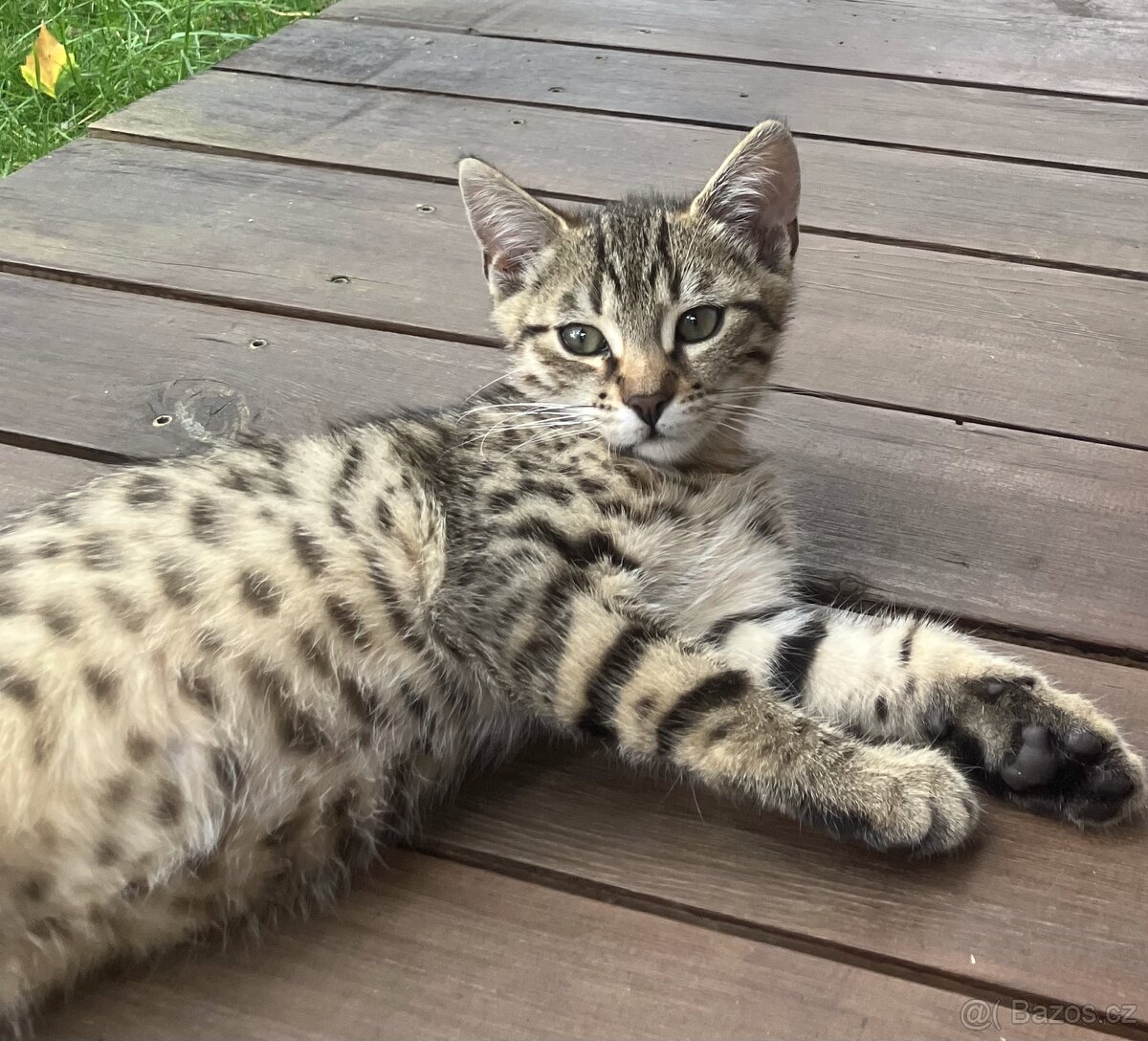 Bengálské kotě - 4