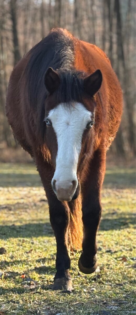 Kobylka 1,5 roku Appa x kříženec - 4