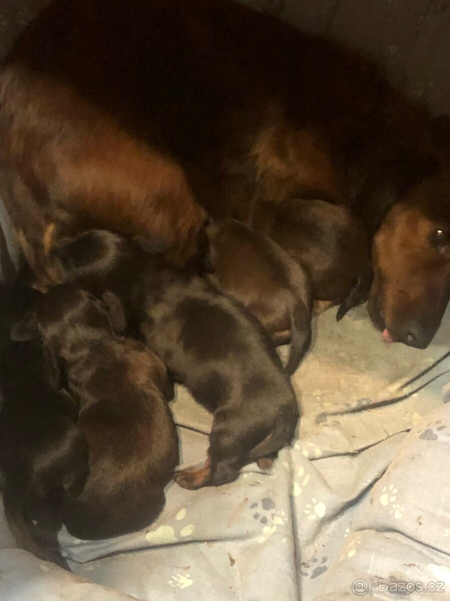 Jezevčík dlouhosrstý - 4