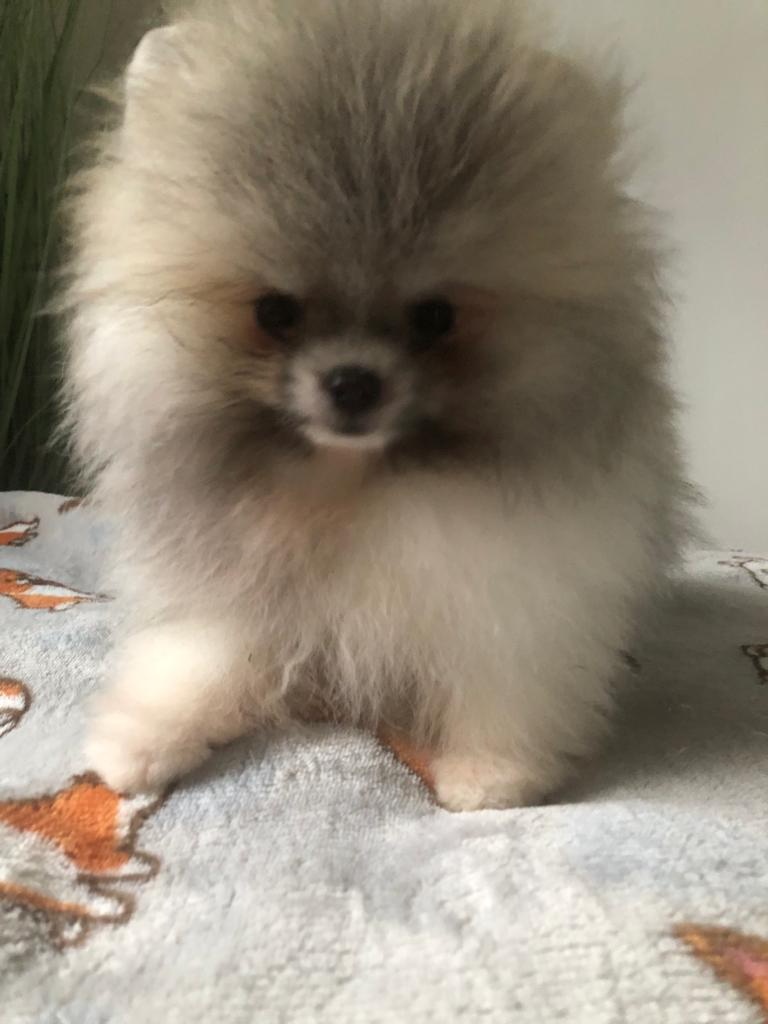 Pomeranian s p.p - 4