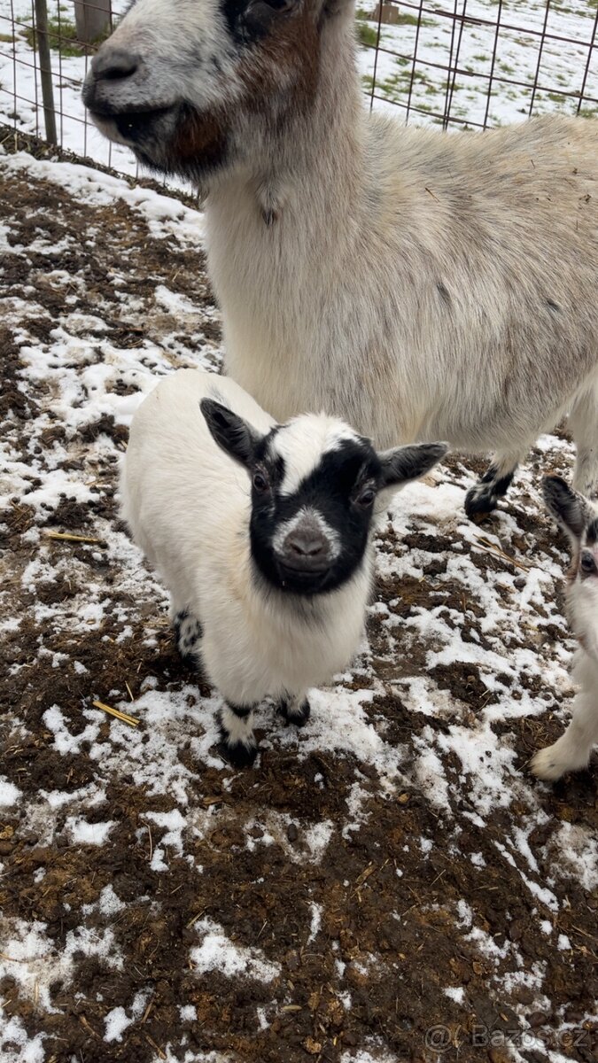 Kozlata holandské zakrslé - 4