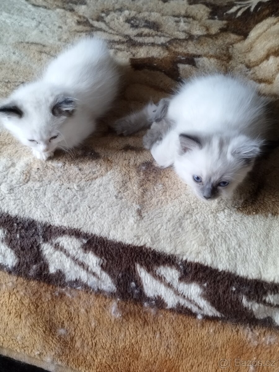 Prodej koťátek radgol - 4