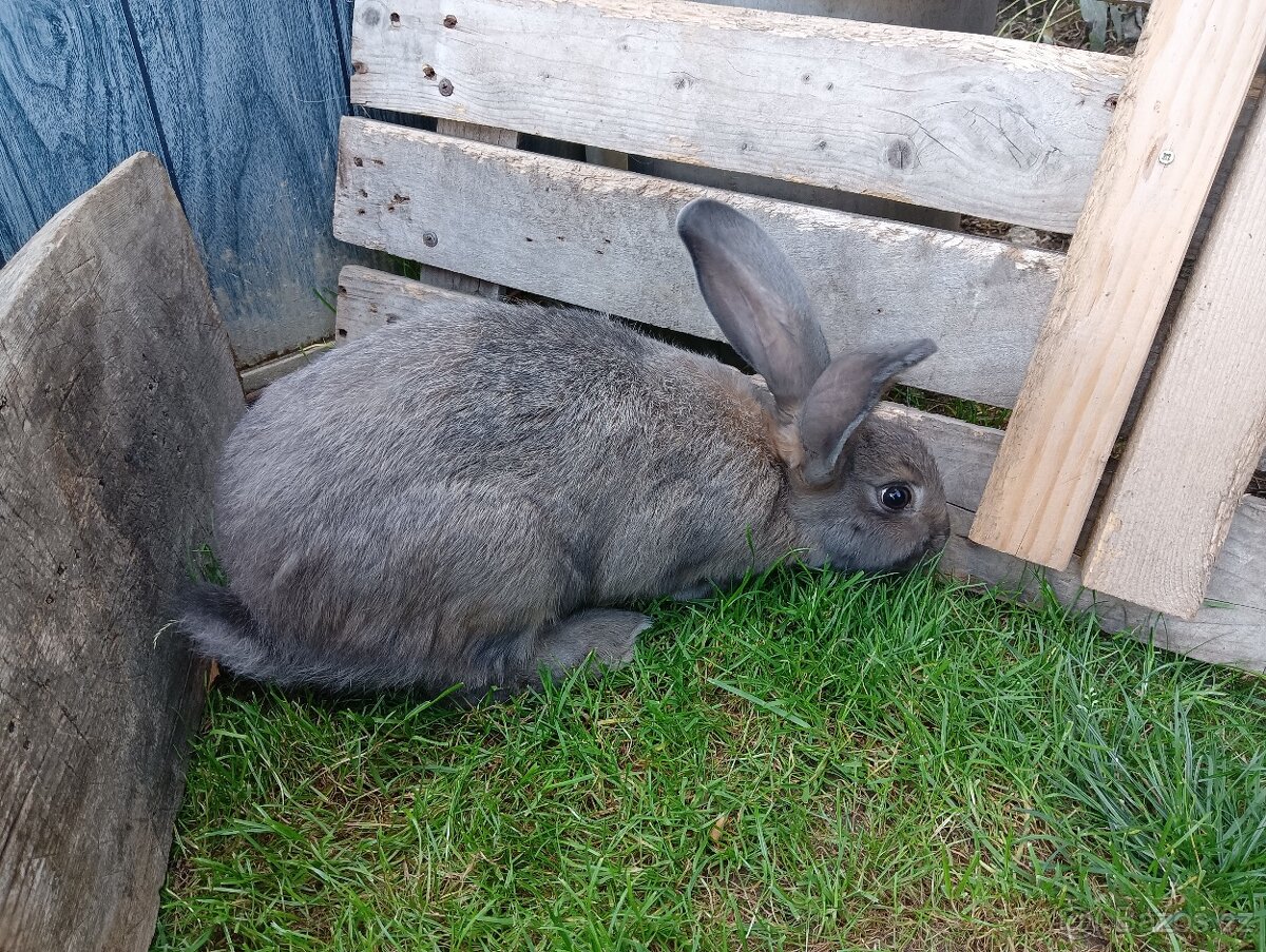 Nabízím mladé samičky vhodné do chovu - 4