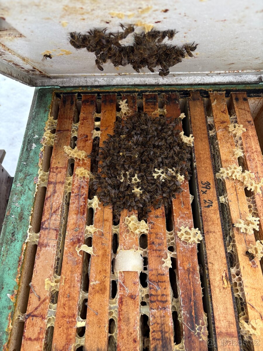 Prodej vyživovaných včelstev - 4