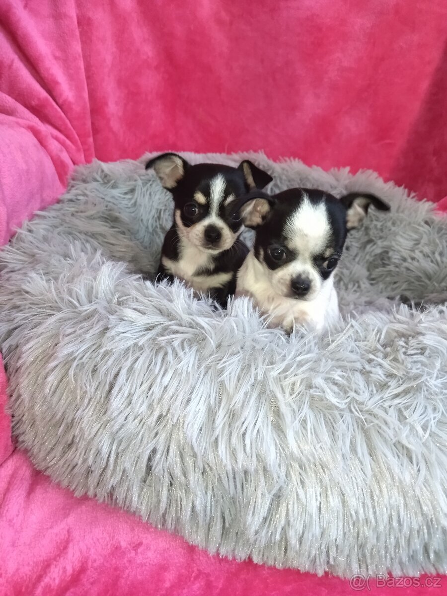 Čivava krátkosrstá -fenky - 4