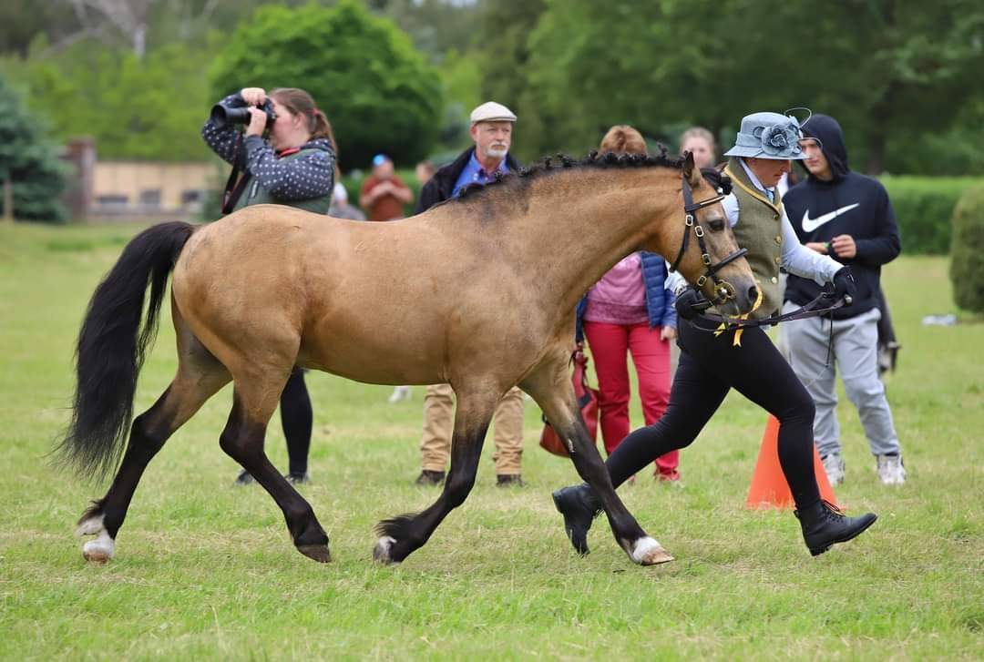 Připouštění Welsh part Bred - 4