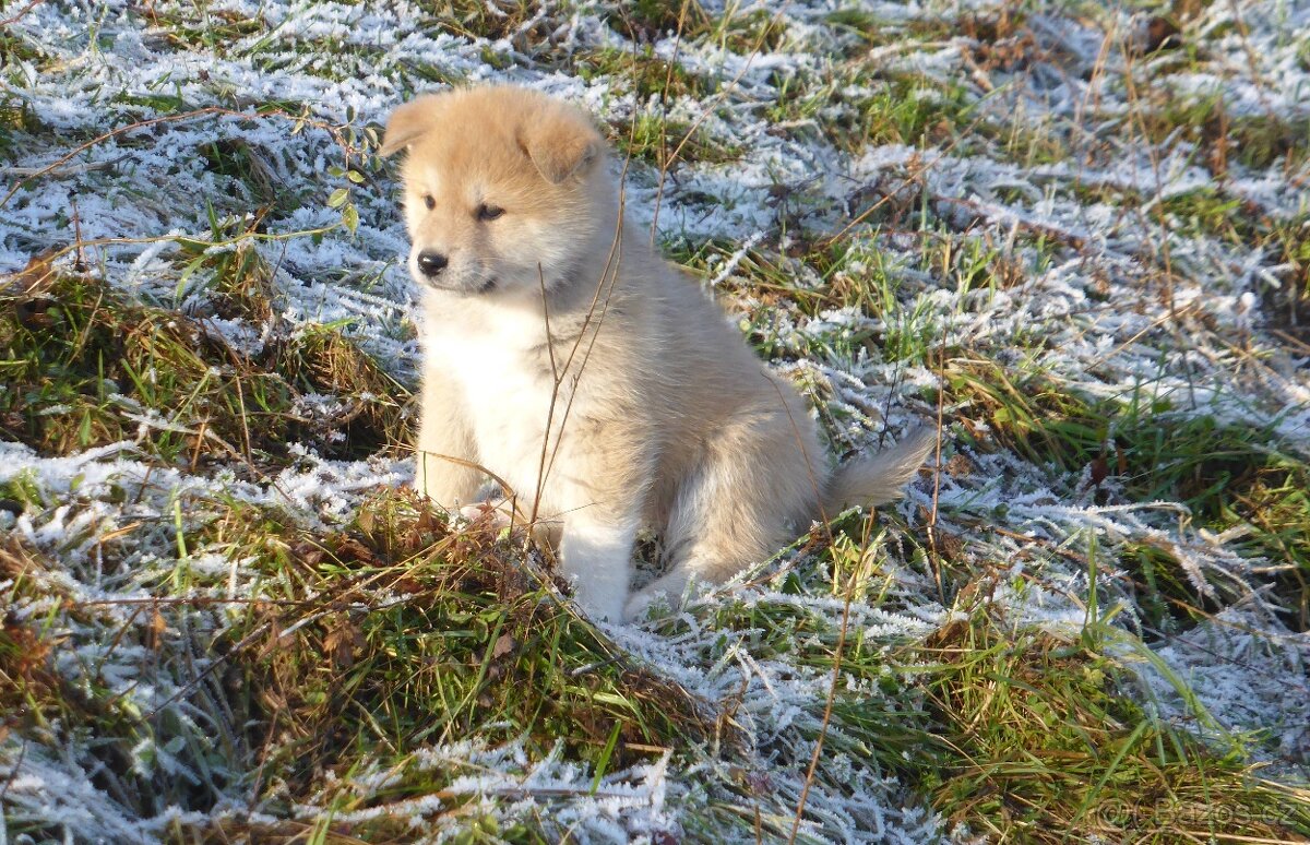 Nabízím štěňátka plemene Akita Inu - 4