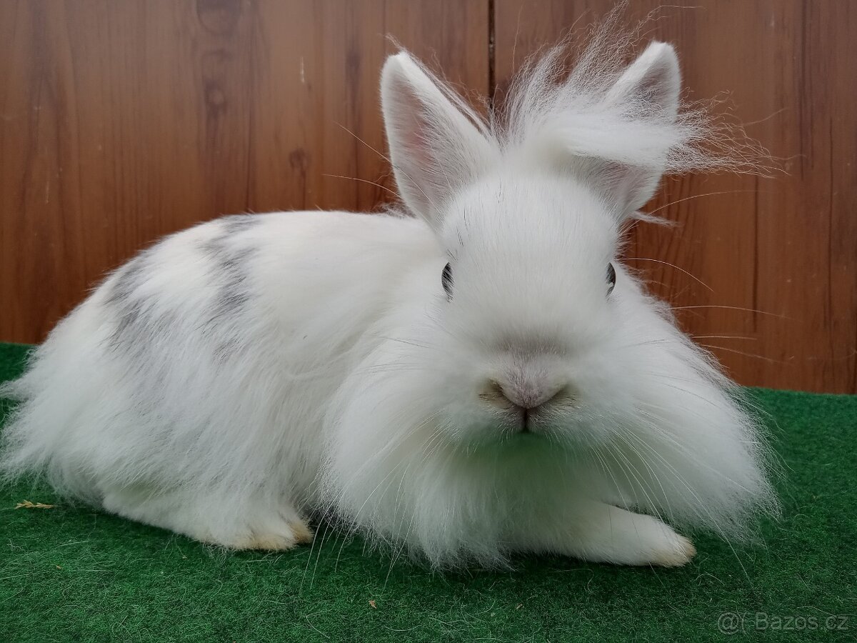 Zakrslý sameček s teddy genem - 4