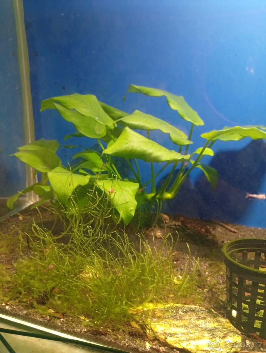 Prodám přebytky akvarijních rostlin - 4