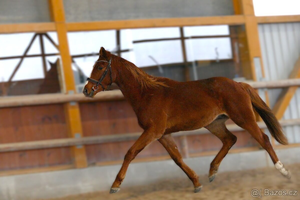 Letos čtyřletý sympatický valach - 4