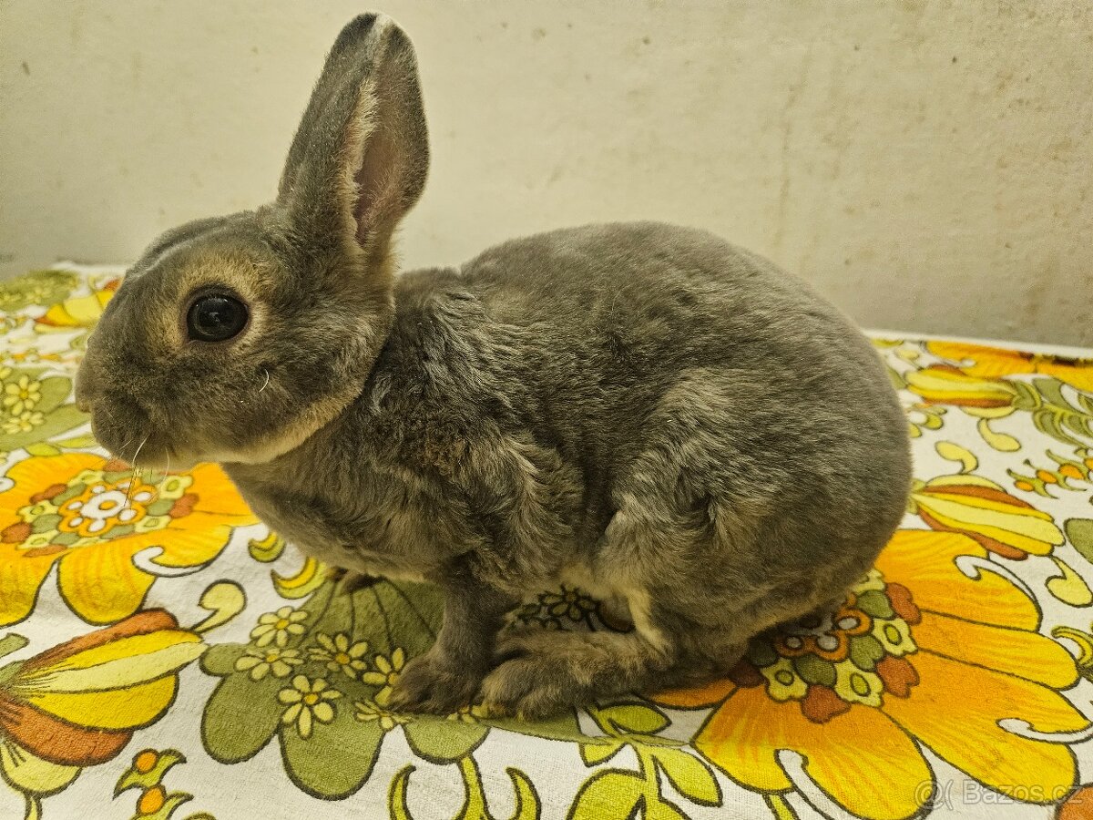 Zakrslý králíček - 4