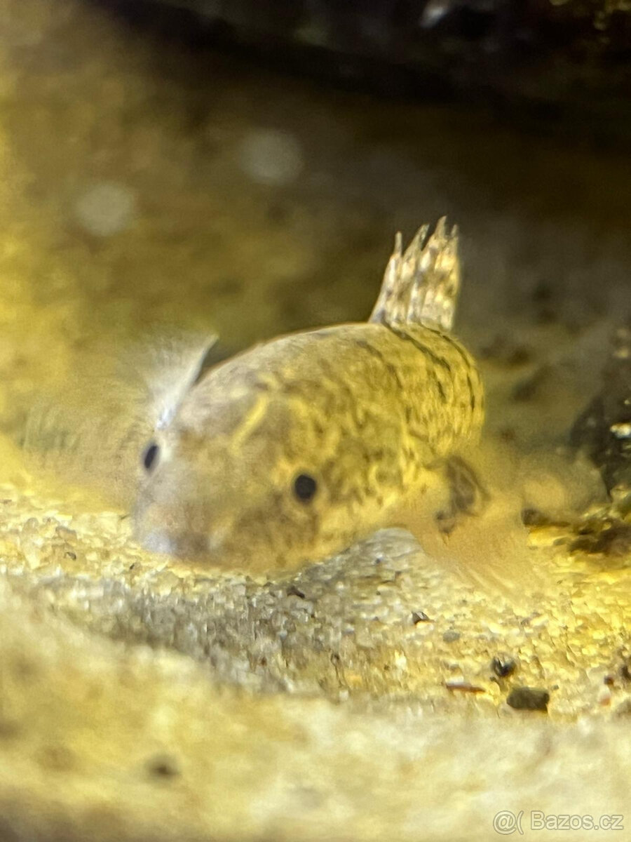 Akvárium 240L + ryby + stůl - 4
